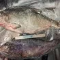  Рыба речная свежемороженная оптом  в Ижевске и Удмуртской республике 5