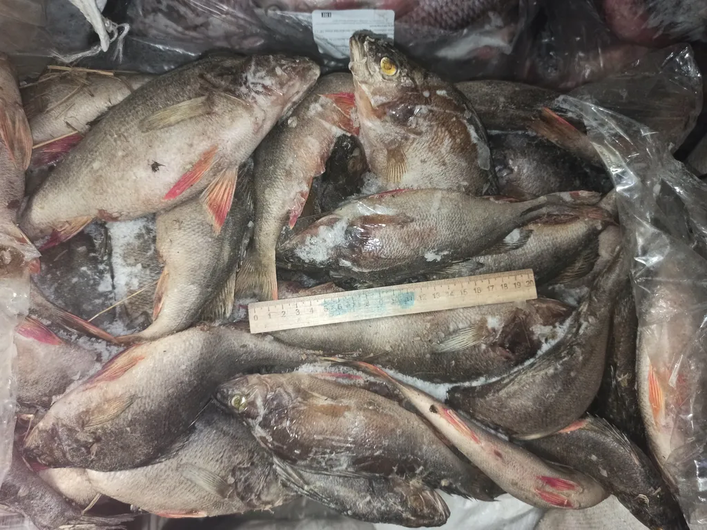  Рыба речная свежемороженная оптом  в Ижевске и Удмуртской республике 3