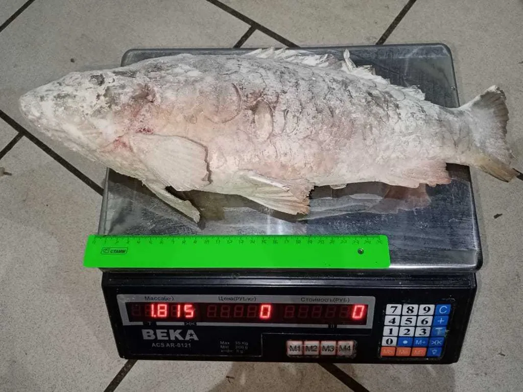  Рыба речная свежемороженная оптом  в Ижевске и Удмуртской республике 6
